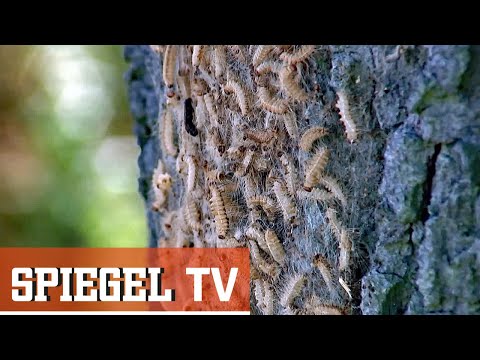 Video: Wie man hohe fliegende Tauben ausbildet