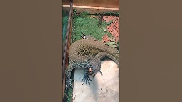 Nile monitor handling tips and tricks.