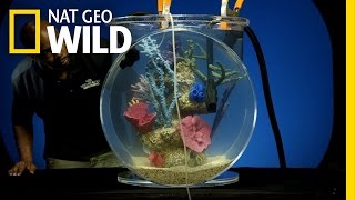 Building a Bigger Bowl | Fish Bowl XXL
