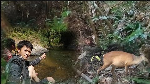 hunting yos hav zoov pom kauv tsi tau tua khuv xim tshaj