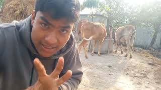 What to do if a cow has a disease called drooling || What to do if a cow has a sore on its tongue... screenshot 5