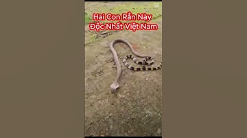 Thả Chung Rắn Hổ Mang Và Rắn Cạp Nong Cực Độc Và Xem Phản Ứng #shorts #randoc #snake