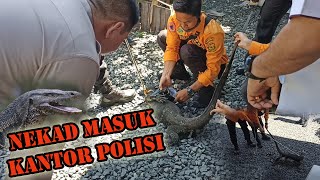 ' GEGER ' BIAWAK MASUK KANTOR POLISI, AUTO KITA TANGKAP BERSAMA PAK POLISI