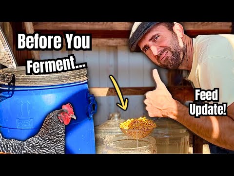 Before You Ferment Chicken Feed Again… Watch This First!