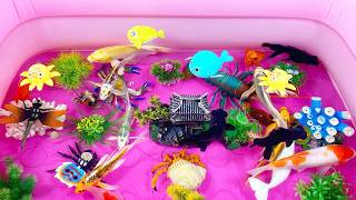 Put fish in the float,sharks,dolphins,sea creatures#fish#koi#fishing#fishtank#pets#viralvideo#viral