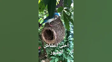 احلى اعشاش الطيور Birds Nature 