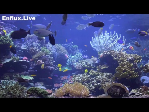 lofi hip hop radio aquarium 24/7 - beats to work/study/chill