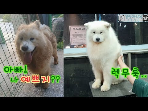 한마리의 짐승이 강아지가 되어가는 과정(스파하이드로바스, 하이포닉) Wildish animal becoming doggy