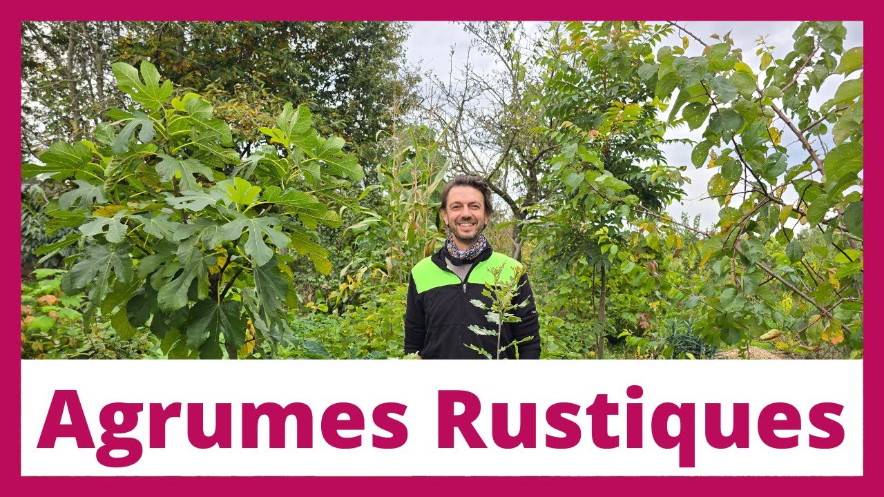 Agrumes rustiques, haie fruitière, jardin-forêt et pépinière | Natures-Libres