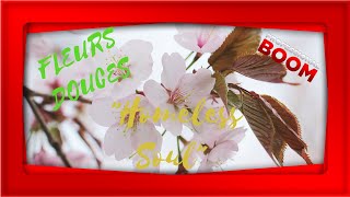💝[MUSICA POP] Homeless Soul BY Fleurs Douces💝