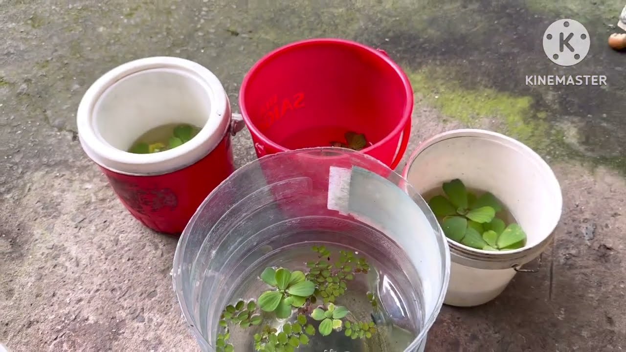 Hướng dẫn cách xuống cá xiêm ido & malay Đạt hiệu quả 100%