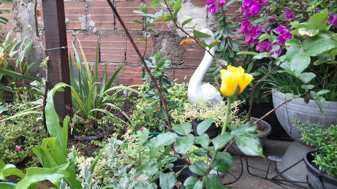 DIA DE LIMPAR O JARDIM/ NOVAS CONQUISTA AQUI PRO JARDIM 🤗 #4k #jardim #conquista 