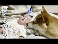 遊んでる途中で赤ちゃんが寝てることに気づいた柴犬