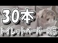 【ハムスター】トイレットペーパーの芯で育てるジャンガリアンハムスター【かわいい/飼い方/癒し/土飼育/ペット/小動物】