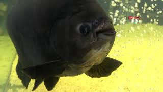 Görenler Gözlerine Inanamıyor 33 Yaşındaki Dadaş Pirana Guinnes Rekorlar Kitabına Aday