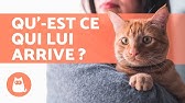 8 Positions Des Chats Qui Dorment Et Leur Signification Youtube