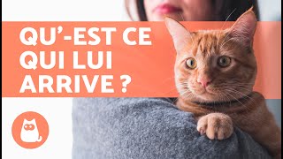 Mon CHAT est TRÈS COLLANT (Hyperattachement et Comportements Obsessionnels chez le Chat)