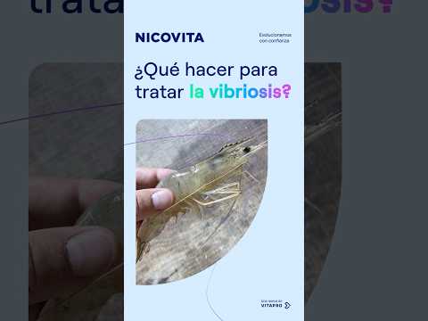 ¿Qué hacer para tratar la vibriosis?