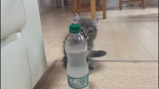 初めて家に来た、ペットボトルサイズのふわふわで臆病な子猫が可愛すぎる...！！【初投稿】＃猫　＃子猫　＃キンカロー　#ビビ