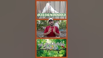 Fawn Sparrow Breeding tips , Java Sparrow , Java Finch , White Java , Silver Java