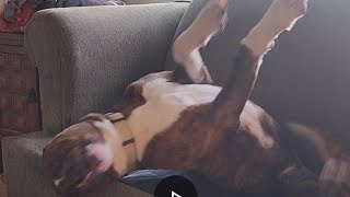 Dog destroys couch! #monster