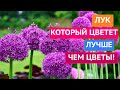 ЧТО ПОСАДИТЬ В КЛУМБУ? НЕОБЫЧНОЕ РЕШЕНИЕ!