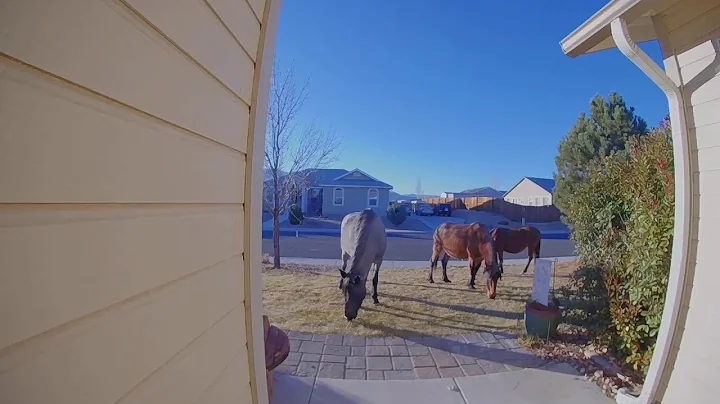 Living in Rural Northern Nevada