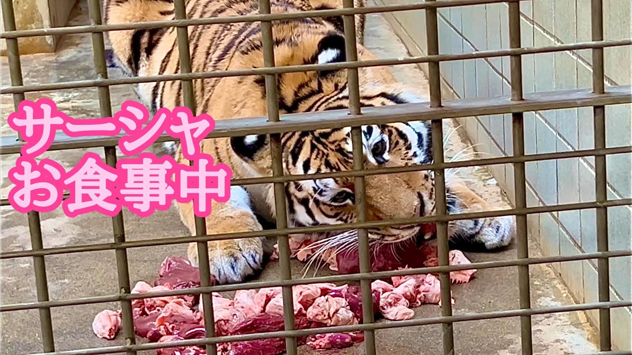 サーシャのお食事の様子　咀嚼音も聞こえます【浜松市動物園】Amur tiger Sasha-chan Hamamatsu Zoo 