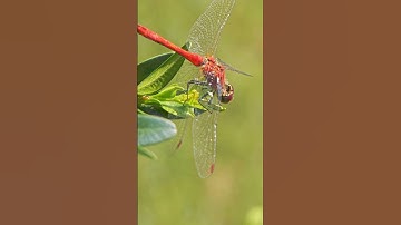 Red-Veined Darter Dragonfly Macro Photography | Slow Motion #shorts