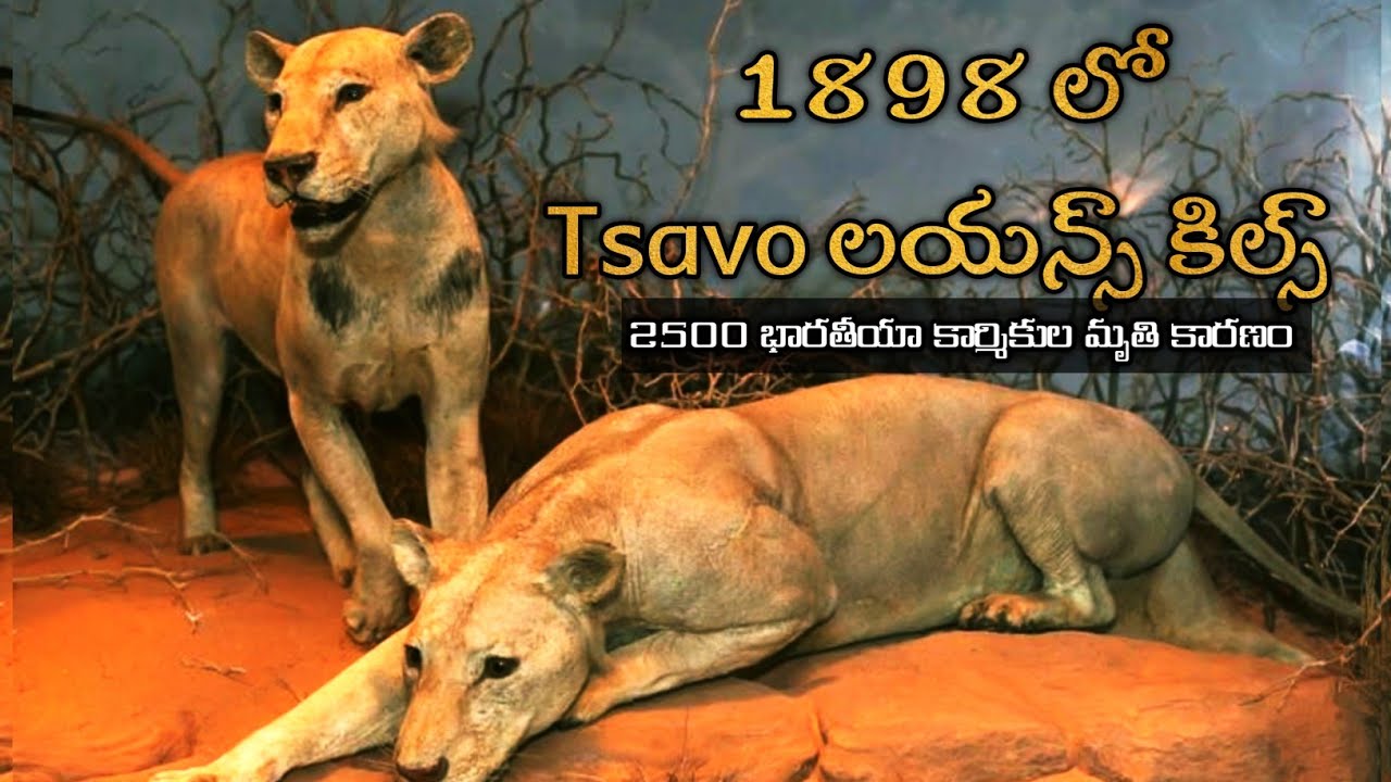 tsavo-lions-tsavo-man-eaters-a-real-life-of-lions-story-tsavo-lions