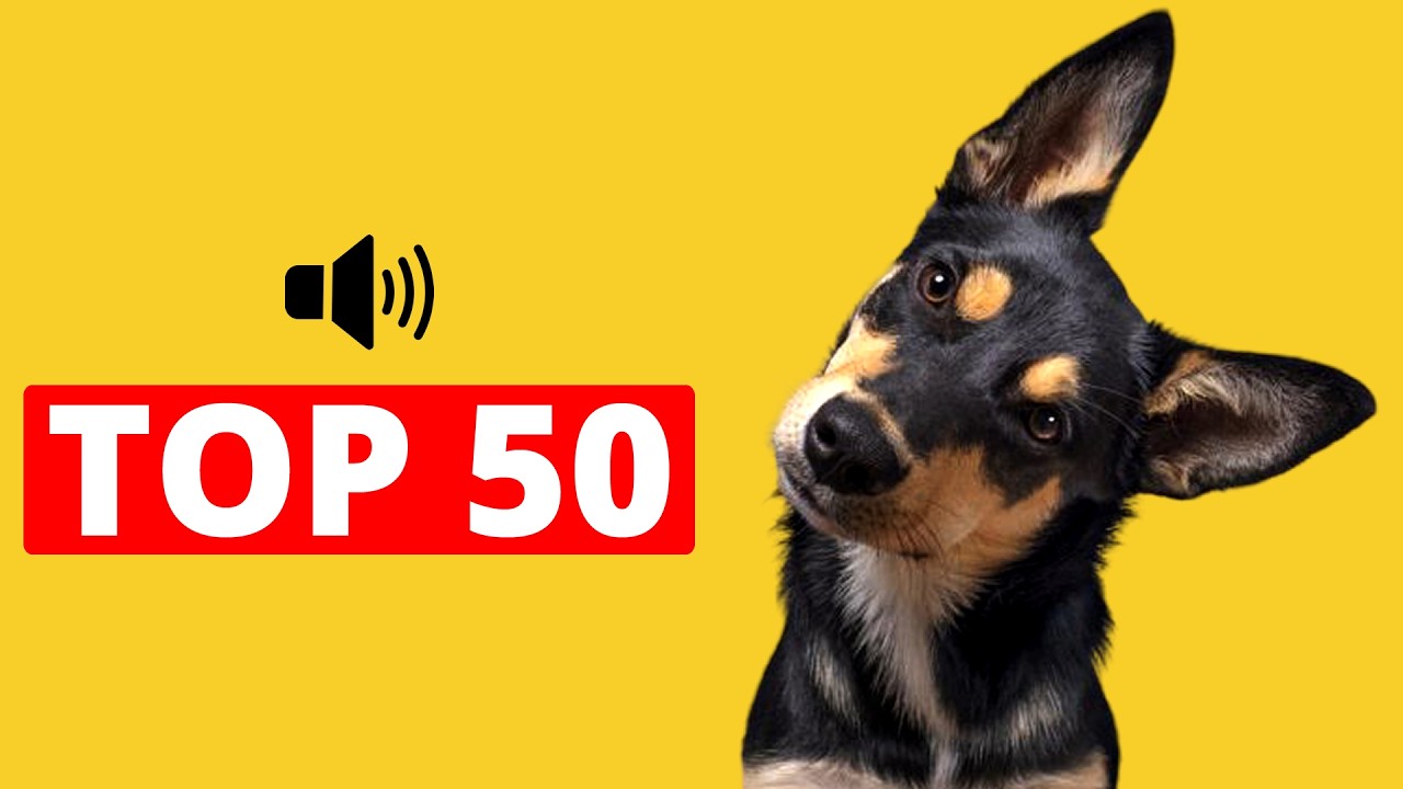 Top 50 DOG Sounds For Dogs To Bark & Tilt Their Heads - YouTube