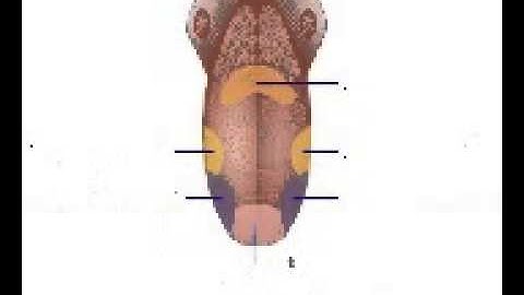 150 Tutorial Indra Pengecap (Lidah)