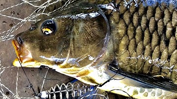 How to Make Carp Bait(145) & Feeder Rig - كيفية جعل بيت الشبوط - Карповая приманка - Mồi Cá Chép