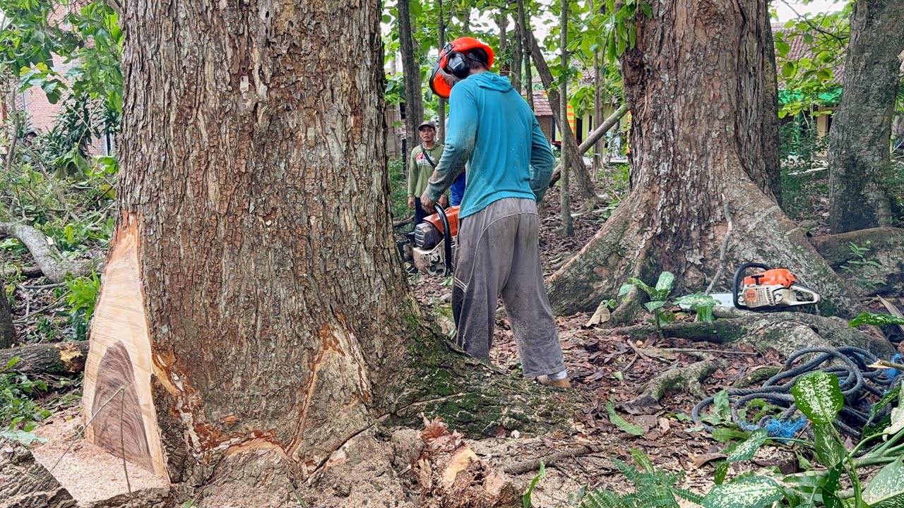 Battling a Huge Tree! Old Tree Felling Lined Up!