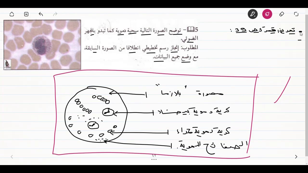 حل التمرين الخامس صفحة 39 من الكتاب المدرسي علوم الطبيعة و الحياة