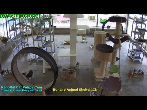 video editing software free Animal Shelter Bonaire Live Stream