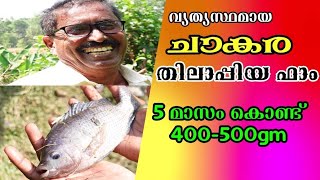 തിലാപിയ വളർത്തൽ | Chakara Thilapia Fish Farm | Thilapia Valarthal | Thilapia Fish Farming Kerala