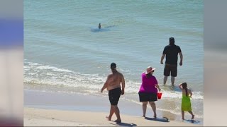 Shark Scare at Gulf Shores