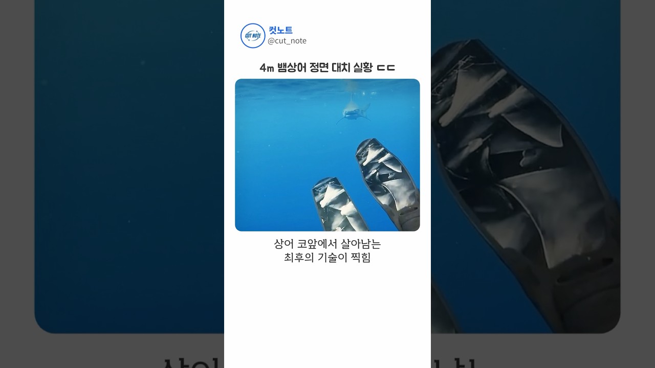 상어한테 쫓길 때 도망치면 벌어지는 일 ㄷㄷ