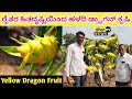 ರೈತರ ಹಿತದೃಷ್ಟಿಯಿಂದ ಹಳದಿ ಡ್ರ್ಯಾಗನ್ ಕೃಷಿ | yellow dragon fruit | Golden Yellow Dragon Fruit in kannada