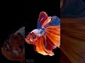 Betta #shorts #beautifulfish #breaktime