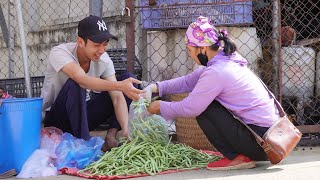 Harvest Beans, Get Caught In A Mouse Trap - A Stranger Steals Chickens || An Ca