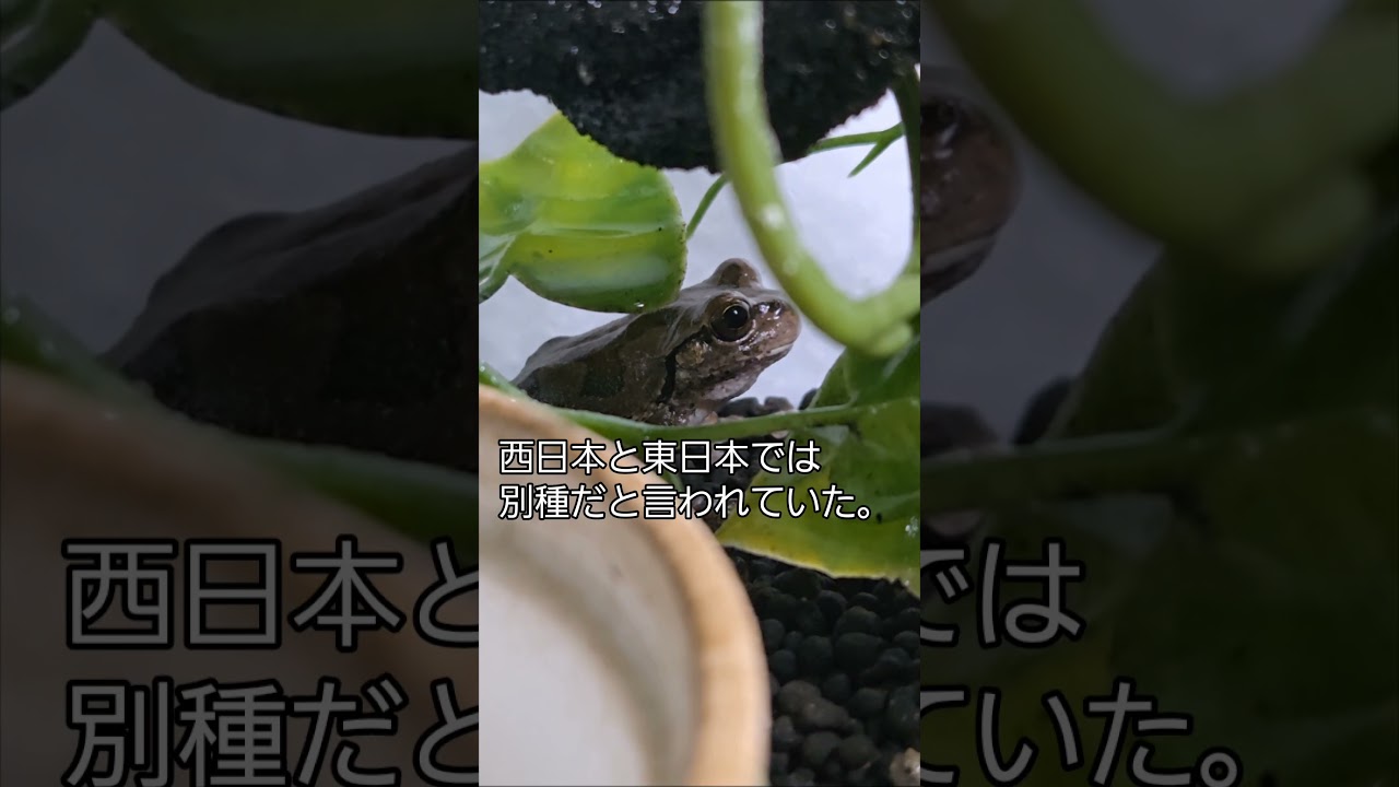 あまがえる アマガエル マグネット＆ボールチェーン – ネイチャーテクニカラー公式