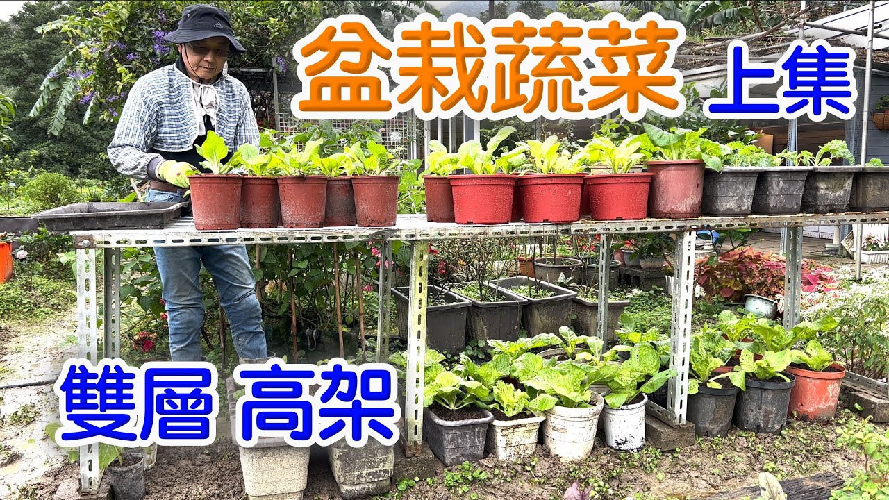 雙層高架盆栽蔬菜(上)種植篇_何爺的園藝生活(8) - YouTube