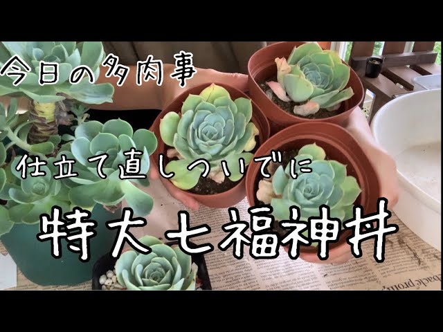 【今日の多肉事】七福神丼の作り方1