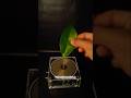 Tesla Coil vs Leaf This Was NOT Supposed to Happen! #experiment #teslacoil #HighVoltage #Electricity