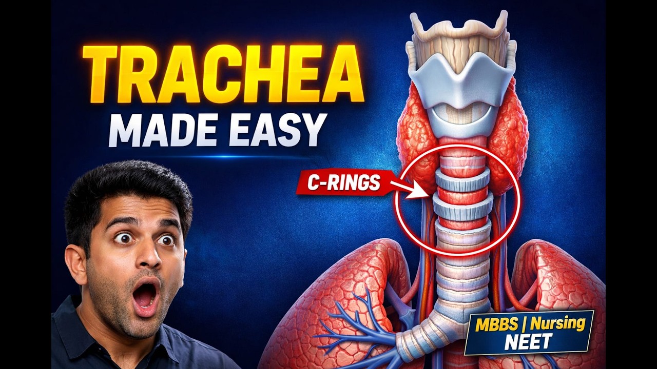 Trachea (Windpipe) Complete Anatomy Explained in Easy Language | For Medical & Nursing Students