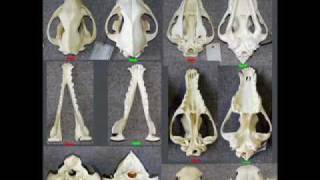 Targets In Evolution Part 1