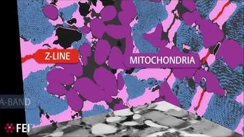 Amira | 3D visualization and analysis | Heart Muscle