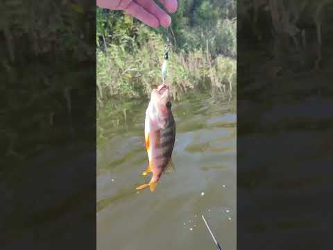 🎣 Просто окушек на блесну AQUA Нерка! Немного о рыбалки! #рыбалка #fishing #щука